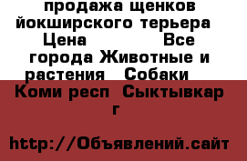 продажа щенков йокширского терьера › Цена ­ 25 000 - Все города Животные и растения » Собаки   . Коми респ.,Сыктывкар г.